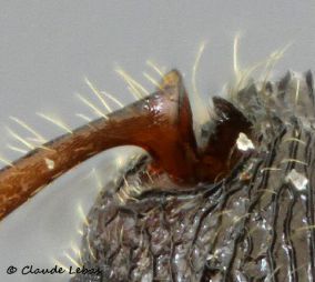 tete  Myrmica lobicornis