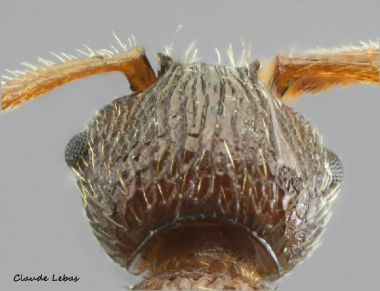 scape  Myrmica lobulicornis