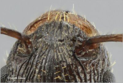 scape Myrmica sulcinodis