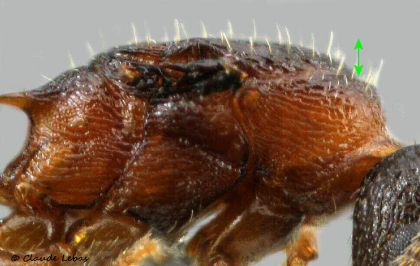 scutellum de reine Leptothorax acervorum