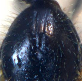scutum male Solenopsis fugax