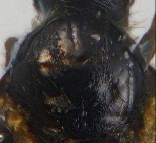 scutum male Solenopsis lusitanica