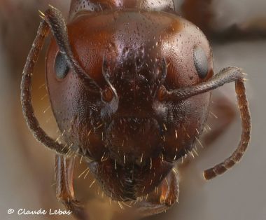 tete Camponotus lateralis