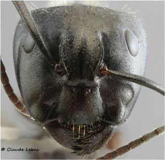 tete Camponotus vagus