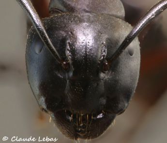 tete Camponotus herculeanus