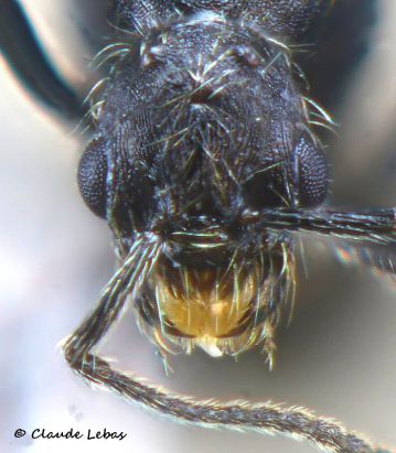 tete de male Goniomma hispanicum