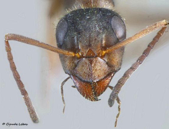 ouvriere formica fuscocinerea