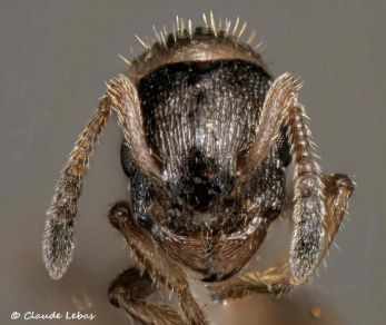 tete reine Leptothorax acervorum