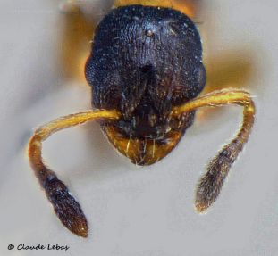 tete Leptothorax muscorum