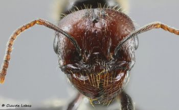 tete reine Messor barbarus