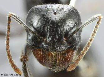 tete de reine Messor bouvieri