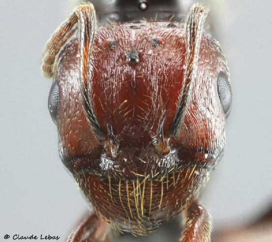 tete de gyne Messor minor