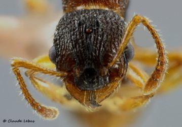tete de la gyne Myrmica lobulicornis
