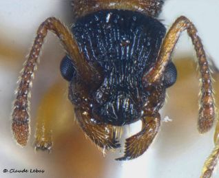 tete de la reine Myrmica scabrinodis