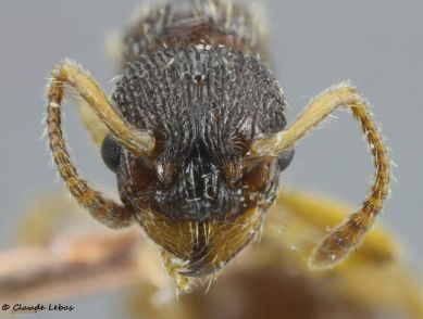 tete de la gyne Myrmica schencki