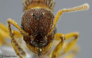 tete de reine Myrmica specioides