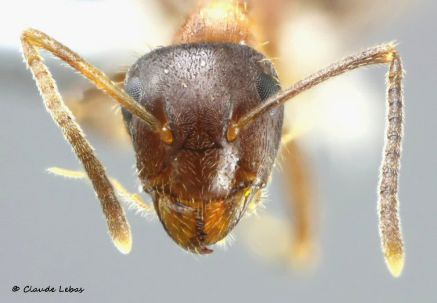 tête Lasius emarginatus