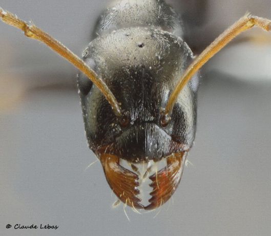 major Proformica ferreri