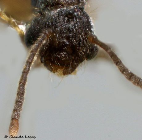 male Leptothorax muscorum