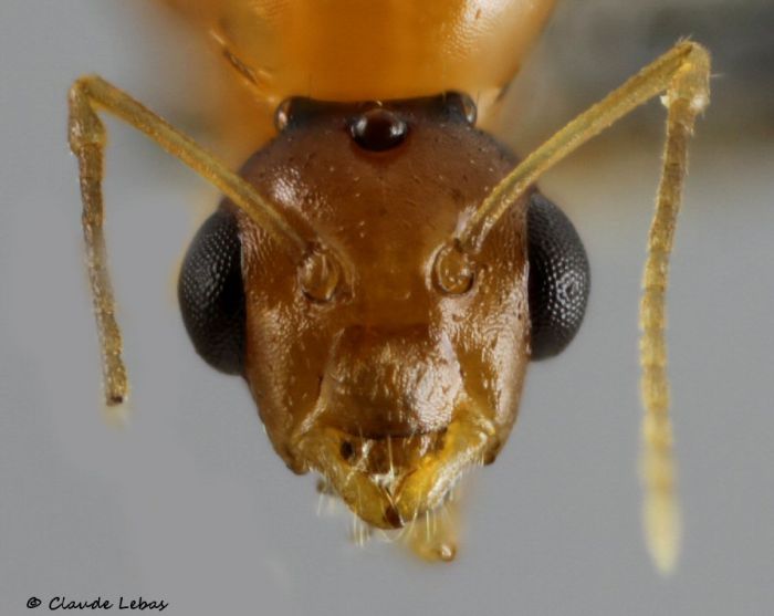 male Colobopsis truncatus 