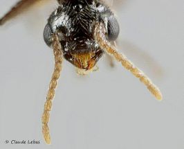 tete de male Crematogaster auberti