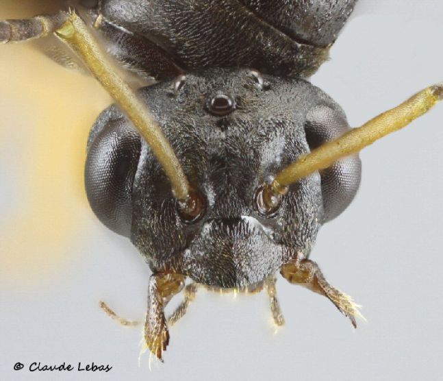 tete du mâle Formica decipiens