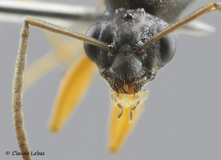 tete du mâle Formica fusca