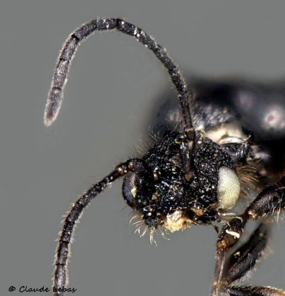 male Leptothorax acervorum