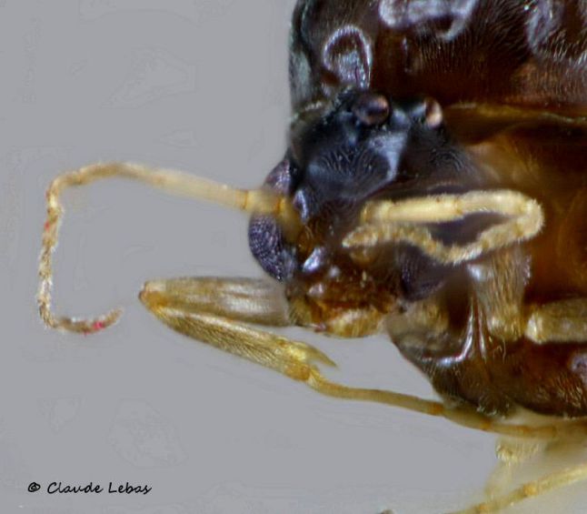 tete de male Linepithema humile