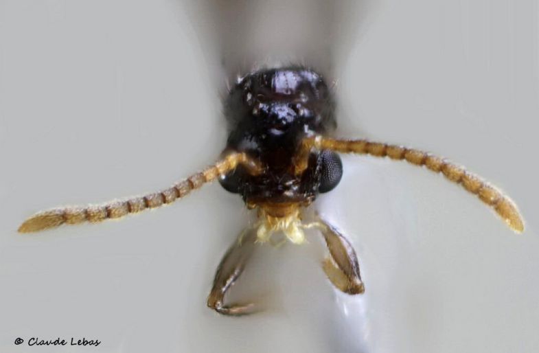 mâle Myrmecina graminicola