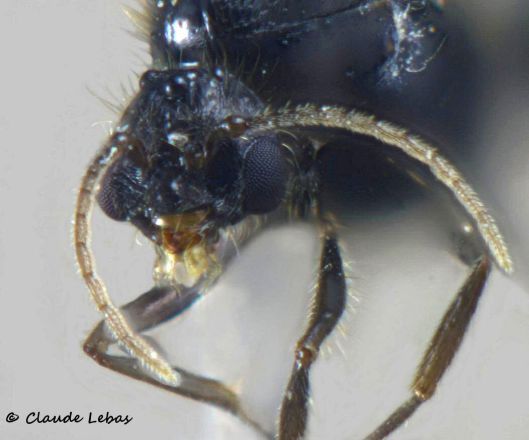 tete de male Solenopsis