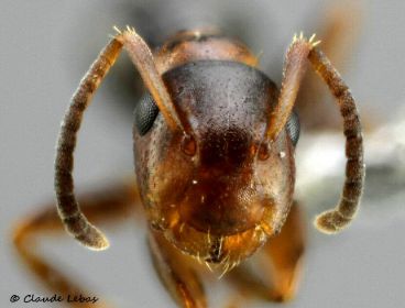 tete d‘ouvrière minor Colobopsis truncatus