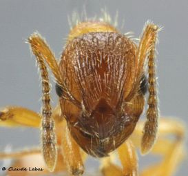 tete Myrmica rubra
