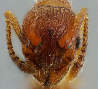 scape  Myrmica schencki