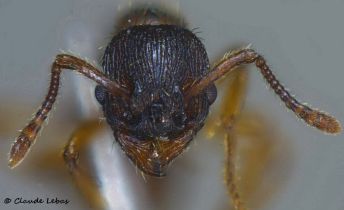 tete  Myrmica vandeli