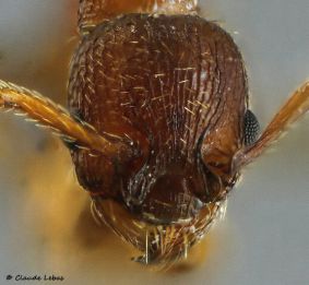 tete  Myrmica salina