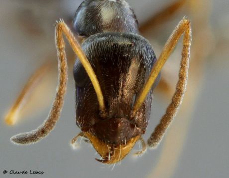 ouvriere Proformica depilis