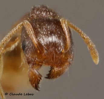 tete Tetramorium impurum