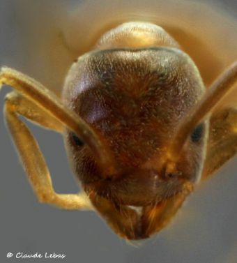 tete Bothriomyrmex meridionalis