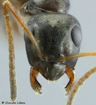 joues sombres de Formica fusca