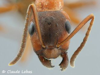 ouvriere Formica sanguinea