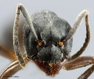 faciès totalement noire de Formica uralensis
