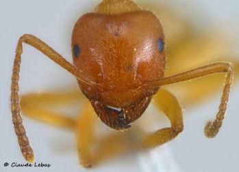 ouvriere Lasius rabaudi