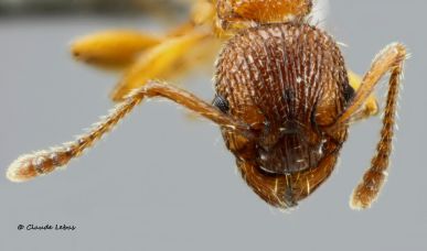 tete Myrmica aloba