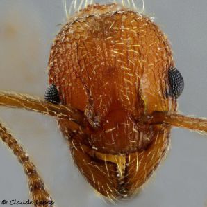 base du scape incurvé et anguleux