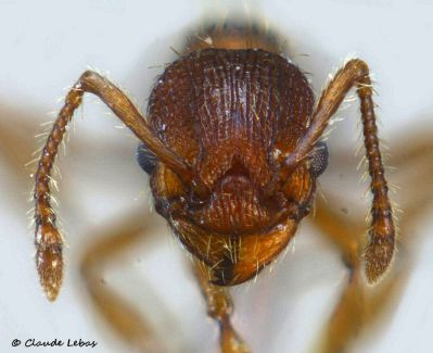 tete de l‘ouvrière Myrmica gallieni