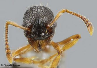 tete  Myrmica lobulicornis