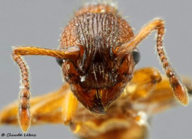 tete de l‘ouvrière Myrmica lonae