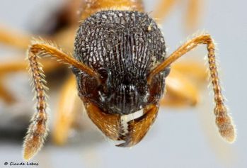 tete  Myrmica ruginodis