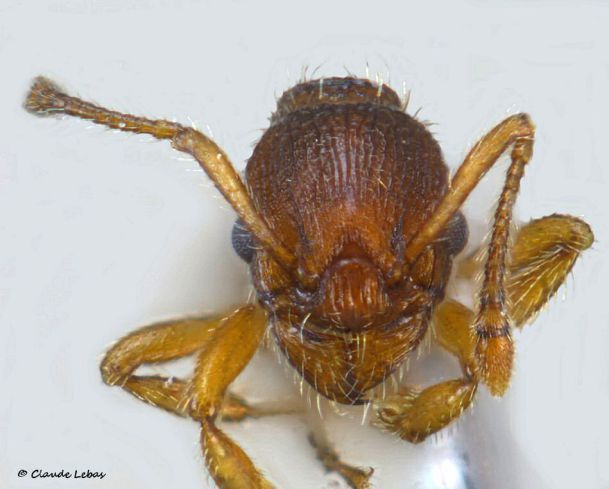 tete de l‘ouvrière Myrmica rugulosa